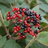 Mohican Viburnum #2 - Image 3
